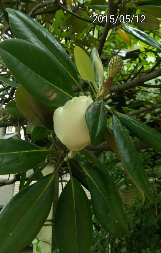木蓮花、洋玉蘭 的花苞 bud of Magnolia grandiflora, Southern magnolia or bull bay